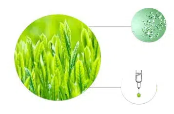 A diagram of green tea
